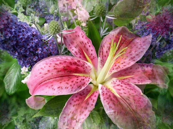 Lilies Set 06 - 65 x A4 Pages to Download